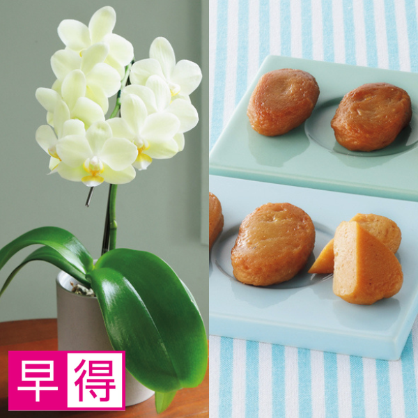 【早得】リーフ ミディ胡蝶蘭「グリーンピクシー」（SUSTEE付）＋鹿児島小田口屋 さつま揚げ【父の日】 商品サムネイル